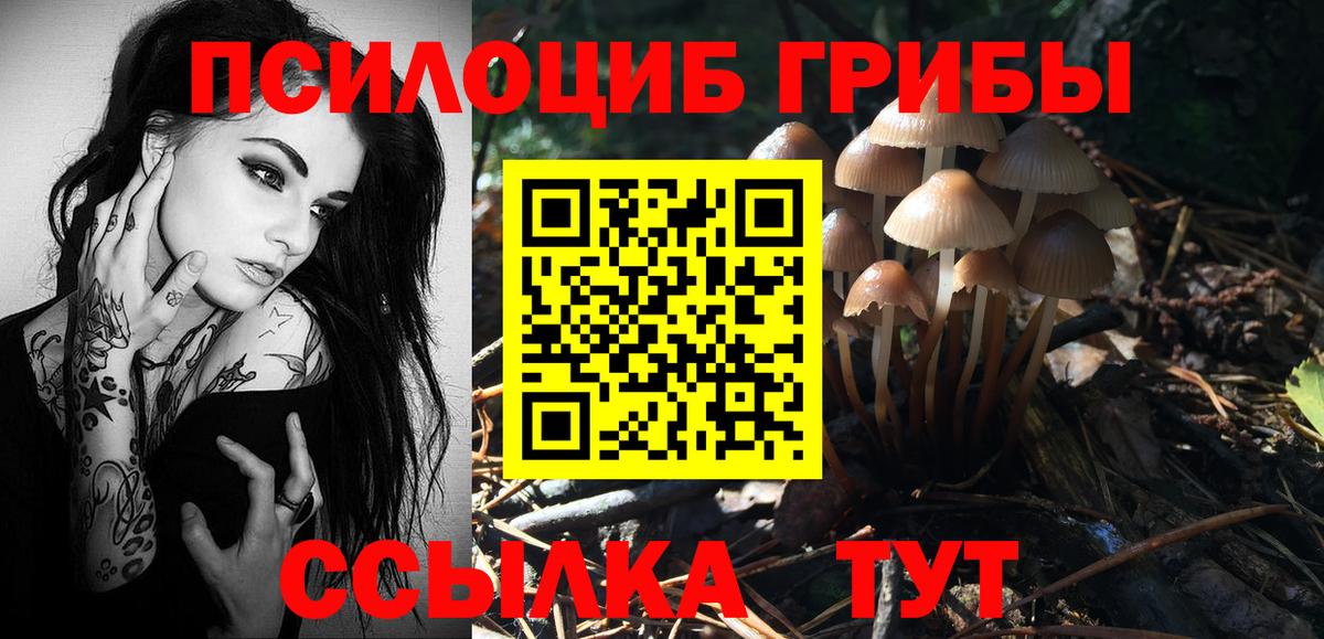 Галлюциногенные грибы Cubensis  Александров  закладка  Псилоцибиновые грибы Psilocybine cubensis 